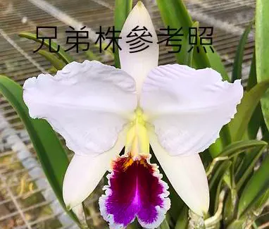 Cattleya percivaliana tipo 'Black Lip' x semi-alba 'Farah Diba'