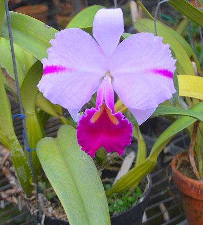 Cattleya trianae 'Mooreana'
