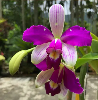 Cattleya violacea flamea 'Por Do Sol' x self