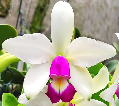 Cattleya violacea semi-alba x self
