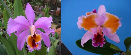 Cattleya percivaliana tipo x percivaliana fma pelorica 'Hercules'