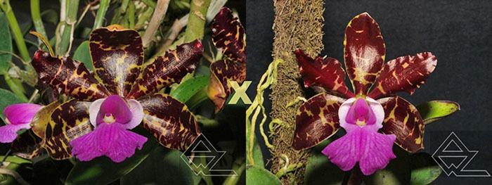 Cattleya aclandiae tipo 'Oxente' x dark 'Rainha da bateria'