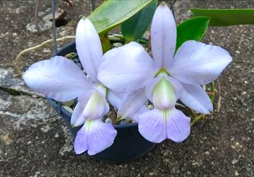 Cattleya walkeriana coerulea 'Edwards' x coerulea 'Celebridade'