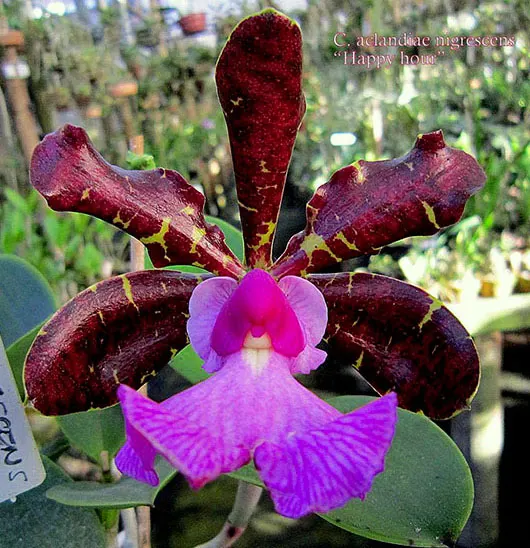 Cattleya aclandiae nigrescens 'Happy hour'