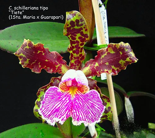 Cattleya schilleriana tipo 'Tiete' ('1 Santa Maria' x 'Guarapari')