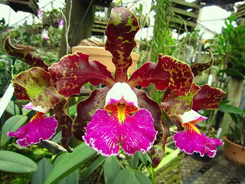 Cattleya schilleriana tipo 'Pe grande' ('Xodo do patrao' x 'Guarapari')