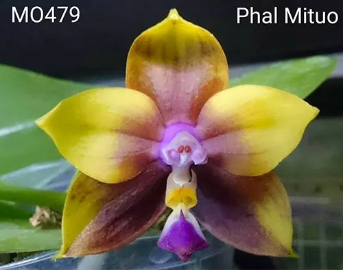 Phalaenopsis Mituo Princess 'Blue-1'