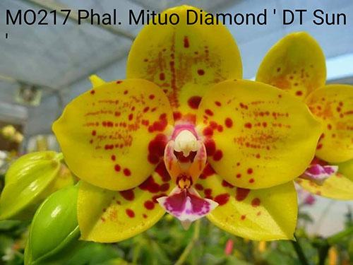 Phalaenopsis Mituo Diamond 'DT Sun'