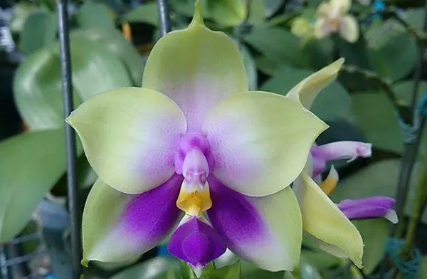 Phalaenopsis bellina Blue 'Mituo #1'