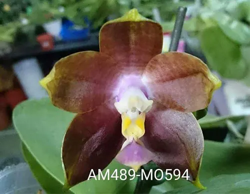 Phalaenopsis Mituo Reflex Dragon Coffee