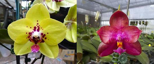 Phalaenopsis Diamond Beauty '1202' x Miro Supper Star 'MO198'
