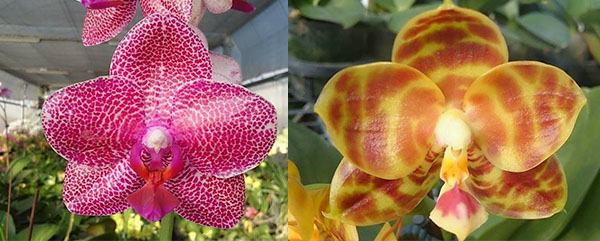 Phalaenopsis Mituo Sun 'Mituo#2' x Ya-Yi Qin
