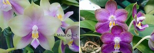 Phalaenopsis Mituo Prince 'Bb' x Mituo Reflex 'Dragon'