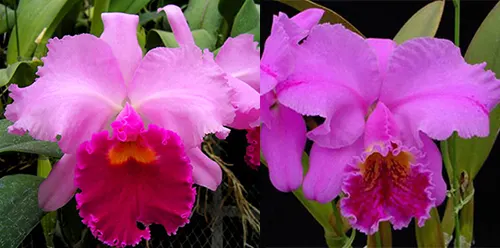 Laeliocattleya Irene Finney x Cattleya mossiae 4N