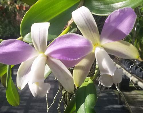 Cattleya violacea semialba ('Snowfire' x 'Incredible Flame')