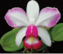 Cattleya violacea 'Snow Blaze' x self