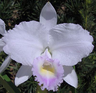 Cattleya trianae coerulea (H&R)