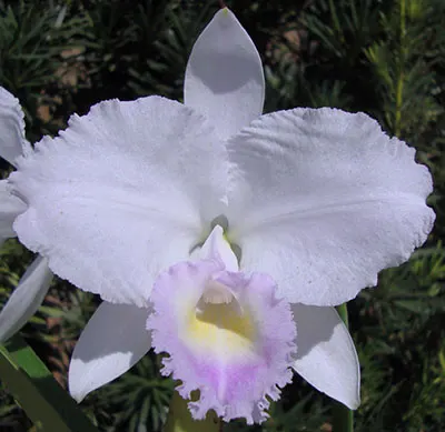 Cattleya trianae coerulea (H&R)
