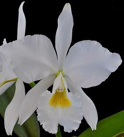 Cattleya jenmanii alba (H&R)