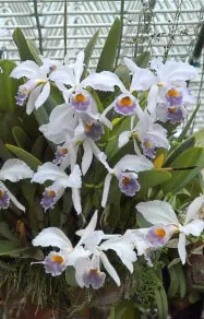 Cattleya gaskelliana coerulea x sibling (H&R)
