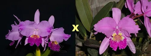 Cattleya lueddemanniana (flamea aquinada 'Carabobo' x atropurpurea 'Guacamuco')