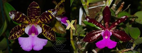 Cattleya aclandiae ('Raio de Sol' x black 'Black')