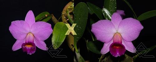 Laelia praestans ('Lena' x 'Edelweiss')