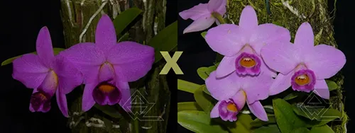 Laelia praestans (escura 'Safira' x 'California Star')