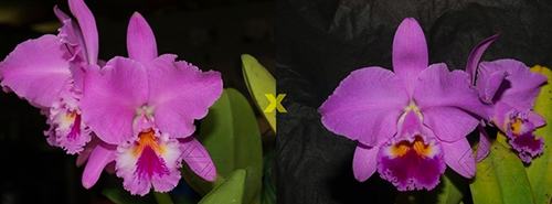 Cattleya labiata ('Cara Grande' x 'Cesar Iacavoni')