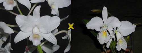 Cattleya bowringiana suave 'Tower Grove' x labiata alba 'HI'