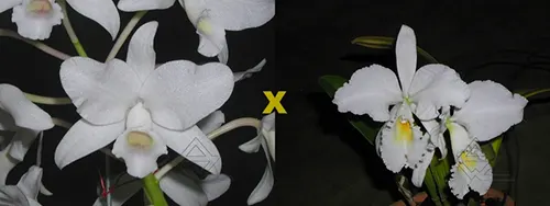 Cattleya bowringiana suave 'Tower Grove' x labiata alba 'HI'