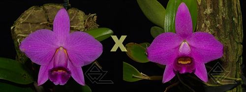 Laelia praestans (rubra 'Tormenta' x escura 'Bella')