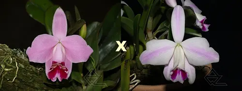Laelia pumila (vinho 'Vinho' x oculata 'Imperatriz')
