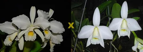 Laeliocattleya Ericoi (C. warneri alba 'Bonificacao' x L. praestans alba 'AWZ')