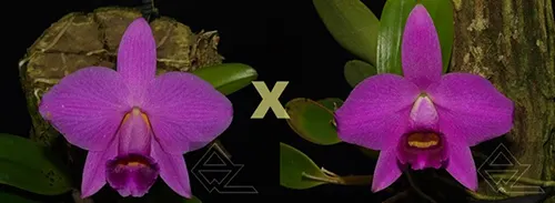 Laelia praestans (escura 'Bella' x rubra 'Tormenta')