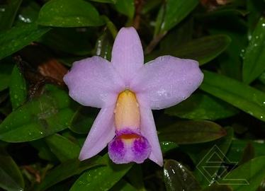 Laelia praestans rosada