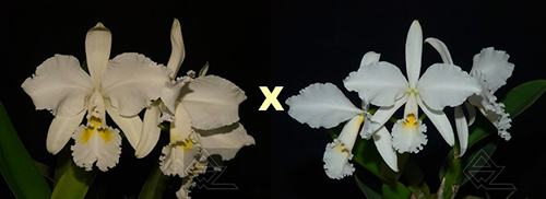 Cattleya warneri alba ('Jaco Silva' x 'Da Mercedes')