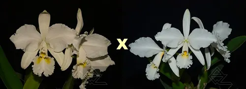 Cattleya warneri alba ('Jaco Silva' x 'Da Mercedes')