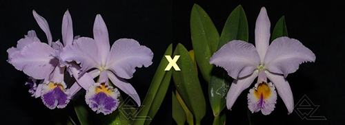 Cattleya labiata (coerulea 'Azul' x coerulescens 'Da Norma Dreher')