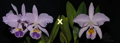 Cattleya labiata (coerulea 'Azul' x coerulescens 'Da Norma Dreher')