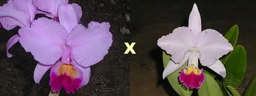Cattleya trianae ('Fine Variety' x orlata rosea 'AWZ')