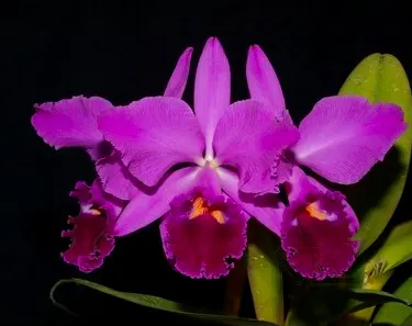 Cattleya labiata rubra-orlata-splash 'Z-68' x SELF