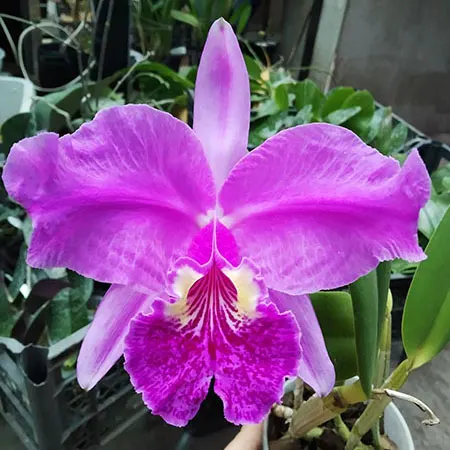 Cattleya lueddemanniana (rubra flamea 'Tango' x escura '3')