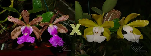 Cattleya aclandiae ('Desbotata' x albina 'AWZ')