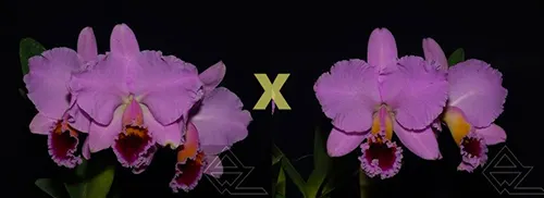 Cattleya percivaliana ('Summit -Mutant' x 'Thiago')