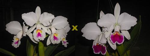 Cattleya labiata semi-alba ('Marina x perola 'Vila Velha')