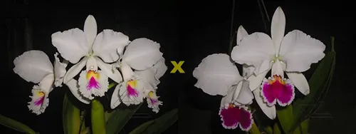 Cattleya labiata semi-alba ('Marina x perola 'Vila Velha')