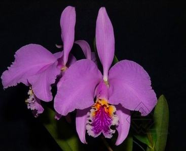 Cattleya mossiae (tipo) 'Gabriel Trujillo' x SELF
