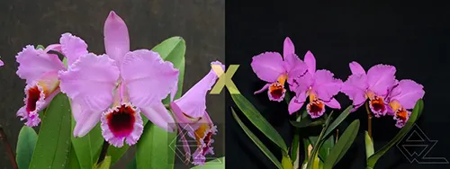 Cattleya percivaliana ('Albert's' x 20-6)