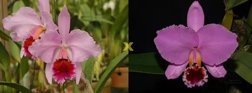 Cattleya percivaliana ('Labelo Lindo' x 'Pedra Azul')